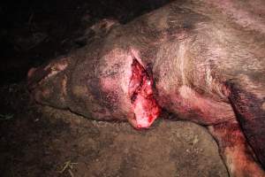 Sow with throat cut open - Pile of dead pigs outside - Captured at Yelmah Piggery, Magdala SA Australia.