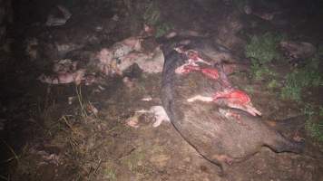 Pile of dead pigs outside - Australian pig farming - Captured at Yelmah Piggery, Magdala SA Australia.