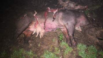 Pile of dead pigs outside - Australian pig farming - Captured at Yelmah Piggery, Magdala SA Australia.