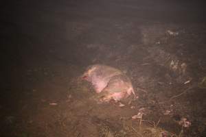 Pile of dead pigs outside - Australian pig farming - Captured at Yelmah Piggery, Magdala SA Australia.