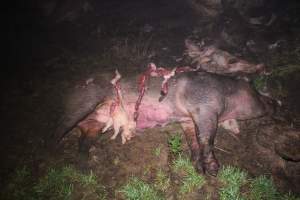 Pile of dead pigs outside - Australian pig farming - Captured at Yelmah Piggery, Magdala SA Australia.