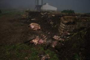 Pile of dead pigs outside - Shed in background - Captured at Yelmah Piggery, Magdala SA Australia.