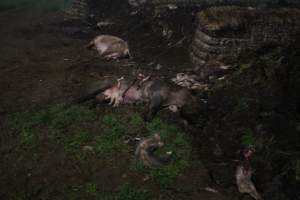 Pile of dead pigs outside - Australian pig farming - Captured at Yelmah Piggery, Magdala SA Australia.