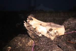 Skull on dead pile - Shed in background - Captured at Yelmah Piggery, Magdala SA Australia.