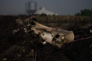 Skull on dead pile - Shed in background - Captured at Yelmah Piggery, Magdala SA Australia.