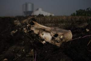 Skull on dead pile - Shed in background - Captured at Yelmah Piggery, Magdala SA Australia.