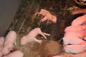 Farrowing crates at Yelmah Piggery SA - Australian pig farming - Captured at Yelmah Piggery, Magdala SA Australia.