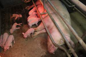 Farrowing crates at Yelmah Piggery SA - Australian pig farming - Captured at Yelmah Piggery, Magdala SA Australia.