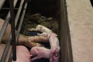 Farrowing crates at Yelmah Piggery SA - Australian pig farming - Captured at Yelmah Piggery, Magdala SA Australia.