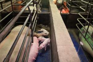 Farrowing crates at Yelmah Piggery SA - Australian pig farming - Captured at Yelmah Piggery, Magdala SA Australia.