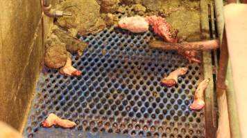 Dead piglet in pieces - Australian pig farming - Captured at Yelmah Piggery, Magdala SA Australia.