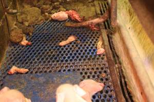 Dead piglet in pieces - Australian pig farming - Captured at Yelmah Piggery, Magdala SA Australia.