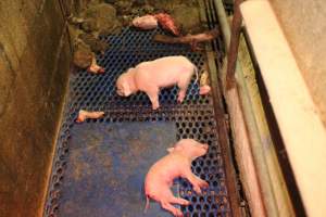 Dead piglet in pieces - Australian pig farming - Captured at Yelmah Piggery, Magdala SA Australia.