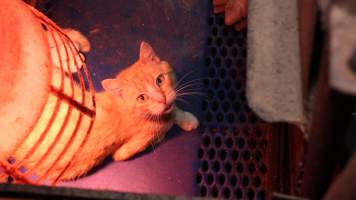 Cat in farrowing crate - Australian pig farming - Captured at Yelmah Piggery, Magdala SA Australia.