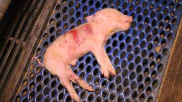 Farrowing crates at Yelmah Piggery SA - Australian pig farming - Captured at Yelmah Piggery, Magdala SA Australia.