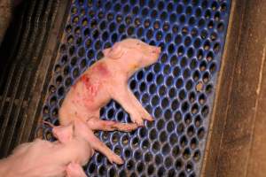 Farrowing crates at Yelmah Piggery SA - Australian pig farming - Captured at Yelmah Piggery, Magdala SA Australia.