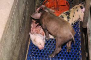 Half-eaten piglet - Australian pig farming - Captured at Yelmah Piggery, Magdala SA Australia.