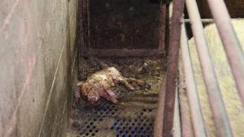 Farrowing crates at Yelmah Piggery SA - Australian pig farming - Captured at Yelmah Piggery, Magdala SA Australia.