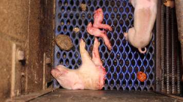 Half-eaten piglet - Australian pig farming - Captured at Yelmah Piggery, Magdala SA Australia.