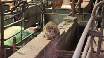 Cat in farrowing shed - Australian pig farming - Captured at Yelmah Piggery, Magdala SA Australia.