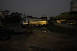 Truck backed up to sheds outside - Australian pig farming - Captured at Yelmah Piggery, Magdala SA Australia.