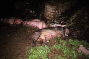 Pile of dead pigs outside - Australian pig farming - Captured at Yelmah Piggery, Magdala SA Australia.