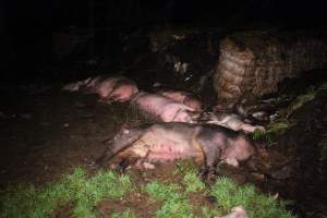 Pile of dead pigs outside - Australian pig farming - Captured at Yelmah Piggery, Magdala SA Australia.