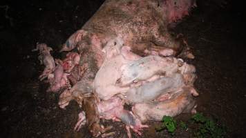 Pile of dead pigs outside - Australian pig farming - Captured at Yelmah Piggery, Magdala SA Australia.