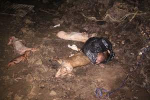 Pile of dead pigs outside - Australian pig farming - Captured at Yelmah Piggery, Magdala SA Australia.