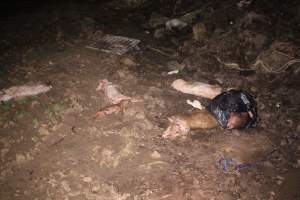 Pile of dead pigs outside - Australian pig farming - Captured at Yelmah Piggery, Magdala SA Australia.