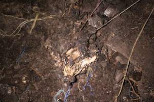 Pile of dead pigs outside - Australian pig farming - Captured at Yelmah Piggery, Magdala SA Australia.