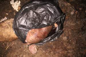 Pile of dead pigs outside - Australian pig farming - Captured at Yelmah Piggery, Magdala SA Australia.