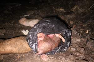 Pile of dead pigs outside - Australian pig farming - Captured at Yelmah Piggery, Magdala SA Australia.