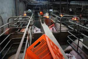 Farrowing crates at Yelmah Piggery SA - Australian pig farming - Captured at Yelmah Piggery, Magdala SA Australia.