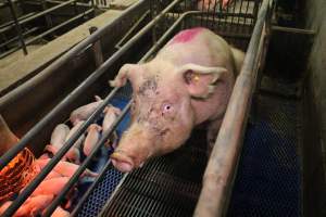 Farrowing crates at Yelmah Piggery SA - Australian pig farming - Captured at Yelmah Piggery, Magdala SA Australia.