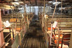 Farrowing crates at Yelmah Piggery SA - Australian pig farming - Captured at Yelmah Piggery, Magdala SA Australia.