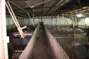 Grower / weaner pens - Australian pig farming - Captured at Yelmah Piggery, Magdala SA Australia.