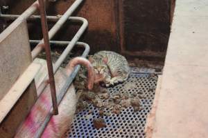 Cat in farrowing crate - Australian pig farming - Captured at Yelmah Piggery, Magdala SA Australia.