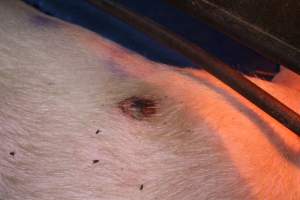 Sow with pressure sore - Australian pig farming - Captured at Yelmah Piggery, Magdala SA Australia.