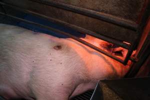 Sow with pressure sore - Australian pig farming - Captured at Yelmah Piggery, Magdala SA Australia.
