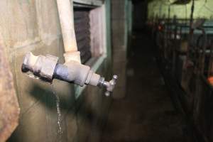 Pipe dripping water - Australian pig farming - Captured at Yelmah Piggery, Magdala SA Australia.