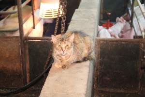 Cat in farrowing shed - Australian pig farming - Captured at Yelmah Piggery, Magdala SA Australia.