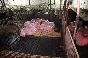 Grower / weaner pigs - Australian pig farming - Captured at Yelmah Piggery, Magdala SA Australia.