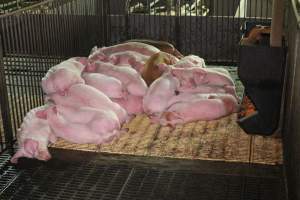 Grower / weaner pigs - Australian pig farming - Captured at Yelmah Piggery, Magdala SA Australia.