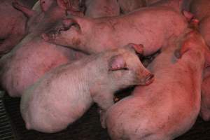 Grower / weaner pigs - Australian pig farming - Captured at Yelmah Piggery, Magdala SA Australia.