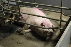 Farrowing crates at Yelmah Piggery SA - Australian pig farming - Captured at Yelmah Piggery, Magdala SA Australia.