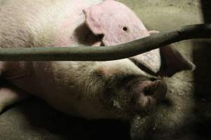 Farrowing crates at Yelmah Piggery SA - Australian pig farming - Captured at Yelmah Piggery, Magdala SA Australia.