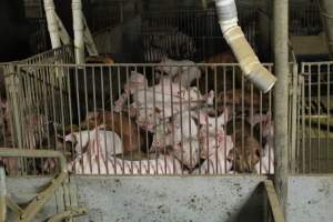 Grower / weaner pigs - Australian pig farming - Captured at Yelmah Piggery, Magdala SA Australia.