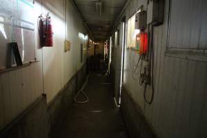 Hallway connecting farrowing rooms - Australian pig farming - Captured at Yelmah Piggery, Magdala SA Australia.