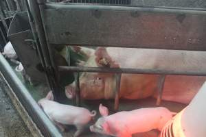 Farrowing crates at Yelmah Piggery SA - Australian pig farming - Captured at Yelmah Piggery, Magdala SA Australia.